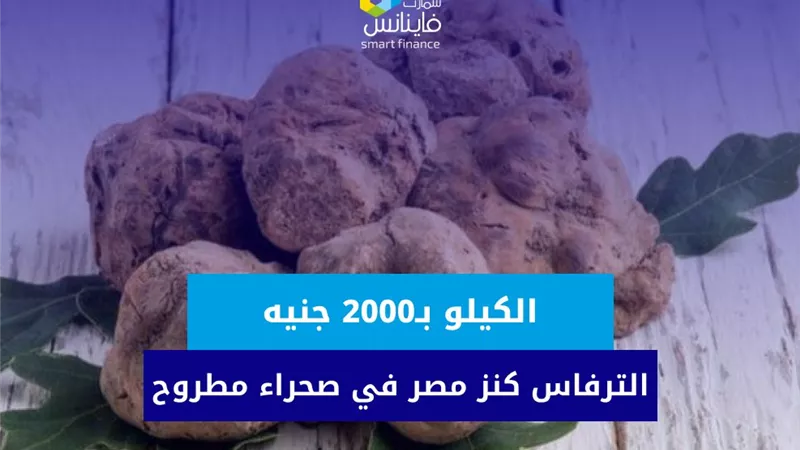 الكيلو بـ2000 جنيه.. الترفاس كنز مصر في صحراء مطروح (فيديو)