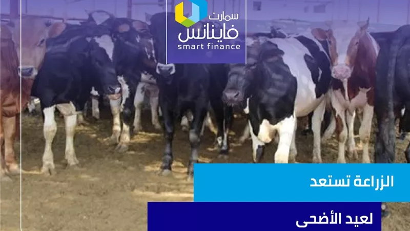 الزراعة تستعد لعيد الأضحى | إنفوجراف
