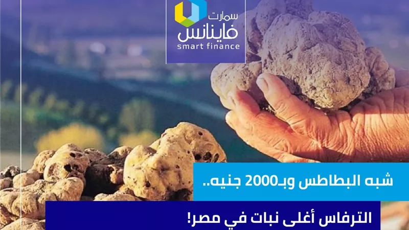 شبه البطاطس وبـ2000 جنيه.. الترفاس أغلى نبات في مصر!