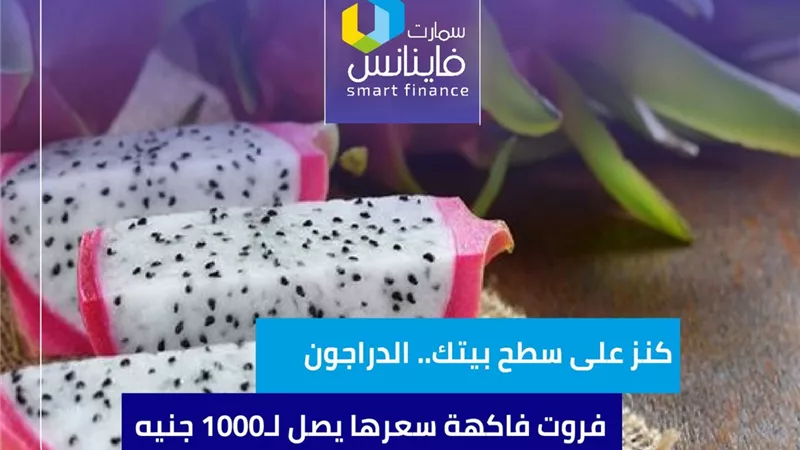 كنز على سطح بيتك.. الدراجون فروت فاكهة سعرها يصل لـ1000 جنيه