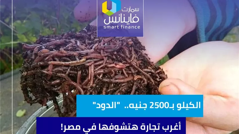 الكيلو بـ2500 جنيه.. 