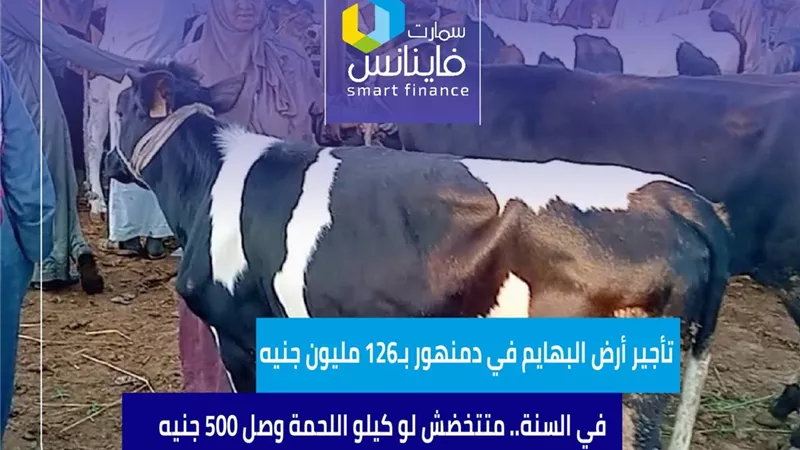 تأجير أرض البهايم في دمنهور بـ126 مليون جنيه في السنة.. متتخضش لو كيلو اللحمة وصل 500 جنيه