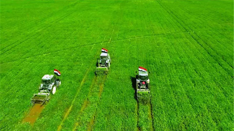 مصر تحول الصحراء إلى جنة.. كيف استصلحت مصر ثلث أراضيها في 8 سنوات فقط؟!