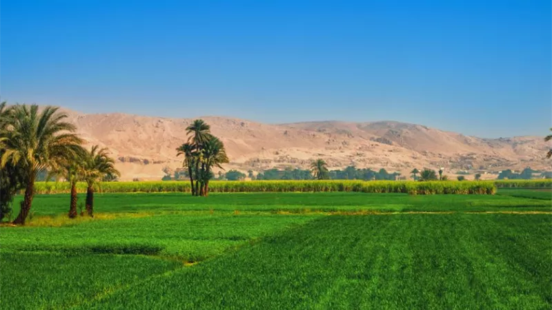 خبير يكشف عن خطة عمل سريعة لتحقيق قفزة نوعية في عوائد القطاع الزراعي المصري