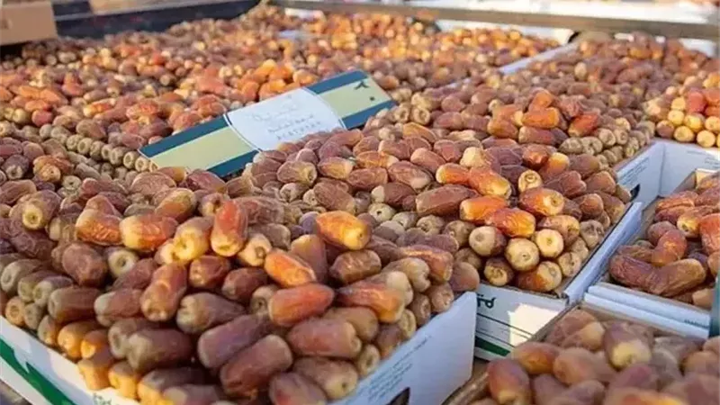 2.3 مليون نخلة.. مشروع مصري يستهدف أسواق التمور العالمية