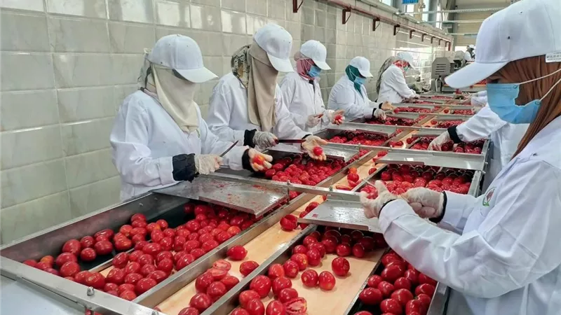 افتتاح مجمع الصناعات الغذائية بالأقصر لتعزيز التصنيع الزراعي وجذب الاستثمارات بصعيد مصر