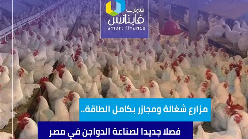 مزارع شغالة ومجازر بكامل الطاقة.. فصلا جديدا لصناعة الدواجن في مصر