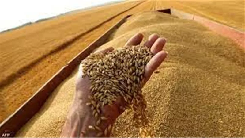 مصر تواصل استيراد القمح بزيادة الواردات من البحر الأسود