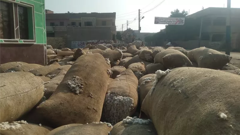 الزراعة تضرب بيد من حديد وتضبط شونة قطن غير مرخصة بالشرقية