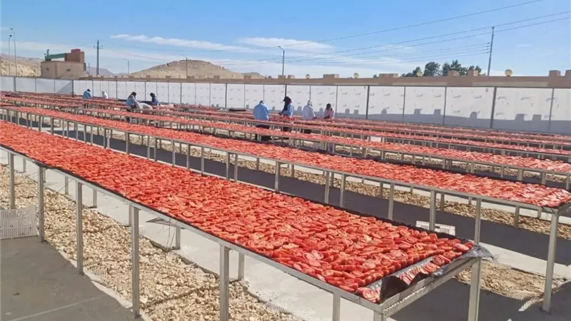 أكبر مشروع للطماطم المجففة في الشرق الأوسط.. يحول المحصول إلى قوة تصديرية دولارية