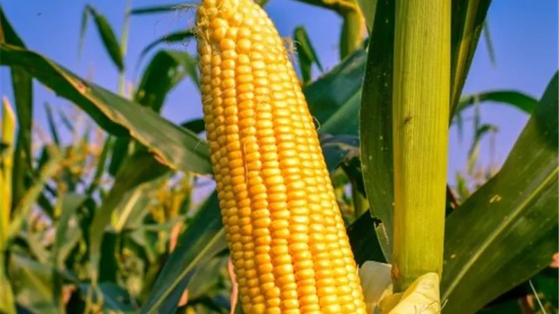 هبوط أسعار الذرة عالميًا