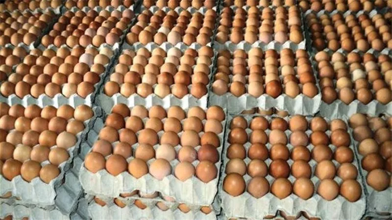 استقرار أسعار البيض في الأسواق بين 125 و140 جنيهًا