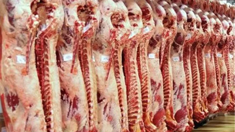 شعبة القصابين تكشف: انخفاض فاتورة استيراد اللحوم يريح السوق والمواطنين