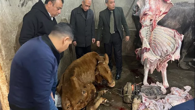  بالصور.. 