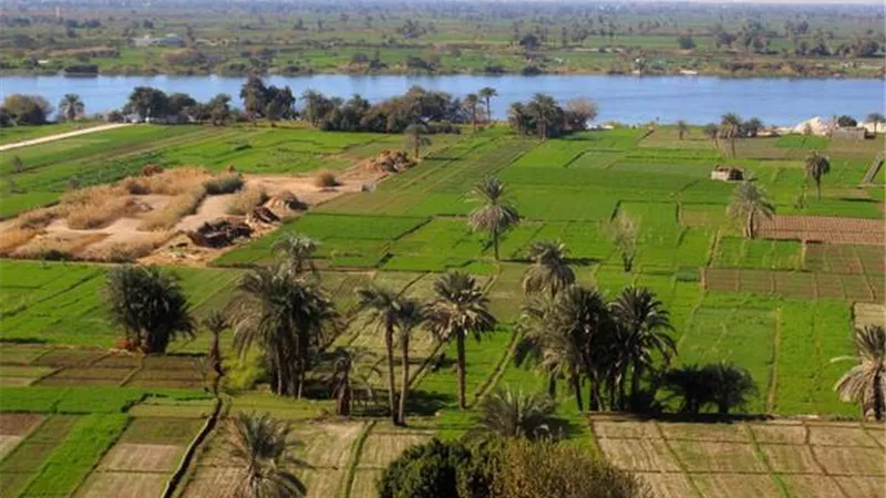 الجمعيات الزراعية.. شريك أساسي في رفع إنتاجية الفلاح وتأمين الغذاء