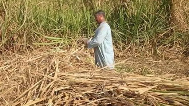 بدء توريد قصب السكر في أبو قرقاص بالمنيا غدًا وإعداد المصانع لاستقبال المحصول