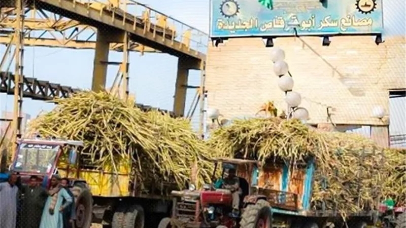 «القابضة الغذائية»: توريد 1.5 مليون طن قصب إلى مصانع السكر والصناعات التكاملية