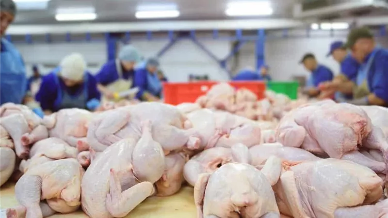 ارتفاع طلبات استيراد الدواجن المصرية من الكويت وقطر.. شعبة الثروة الداجنة تكشف التفاصيل