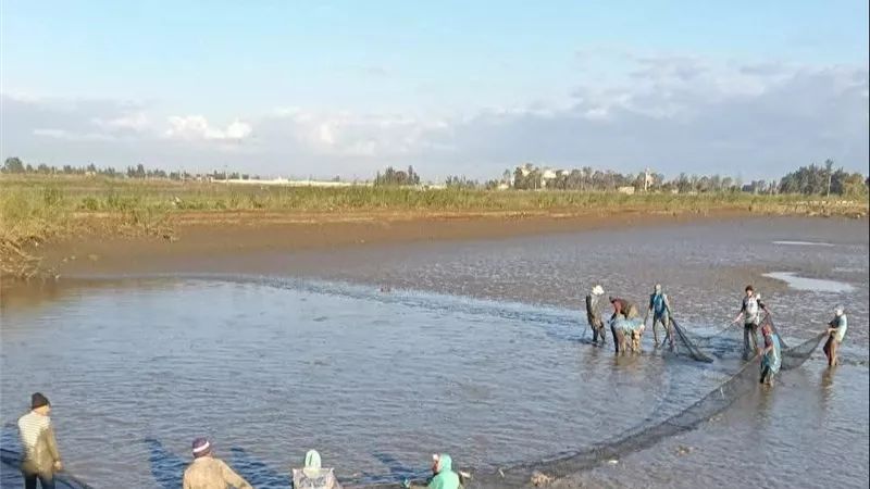 جهاز حماية البحيرات يرفع إنتاجية الثروة السمكية بمزرعة الزاوية بكفر الشيخ