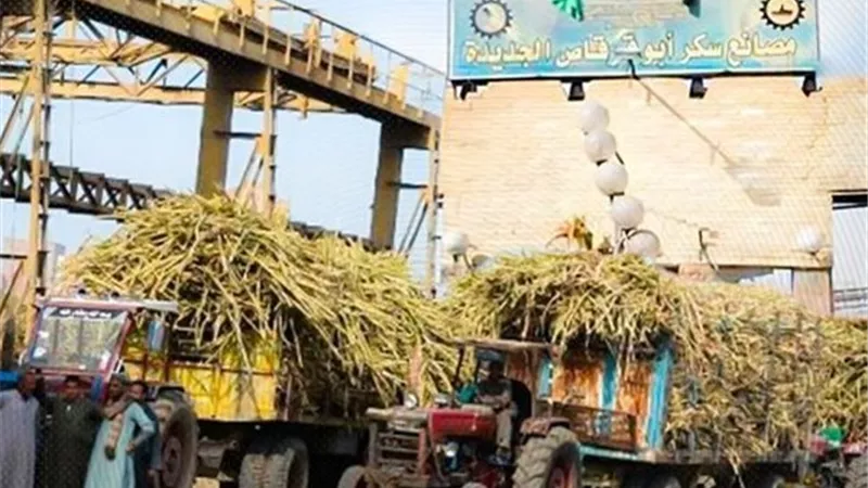 «القابضة الغذائية»: استلام 4 ملايين و367 ألف طن قصب لمصانع «السكر والصناعات التكاملية» وتوريد 83 ألف طن بنجر سكر لمصنع أبو قرقاص