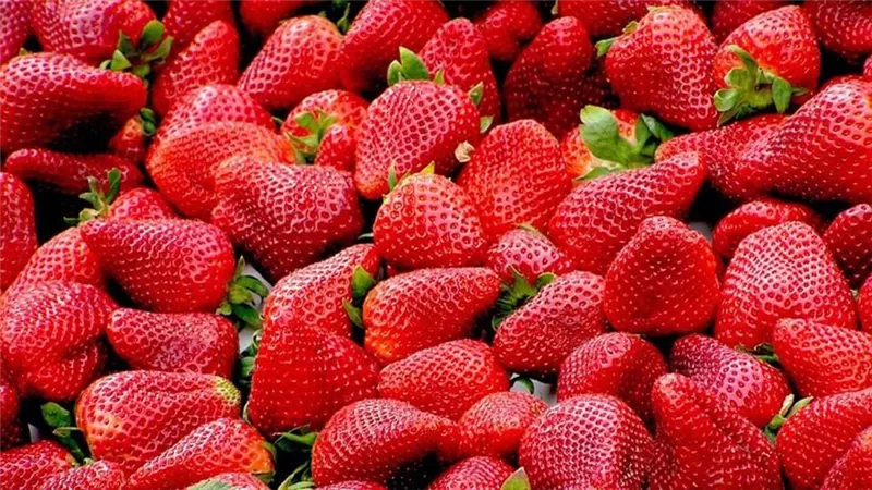 صادرات الفراولة واليوسفي المصرية تحقق طفرة قياسية