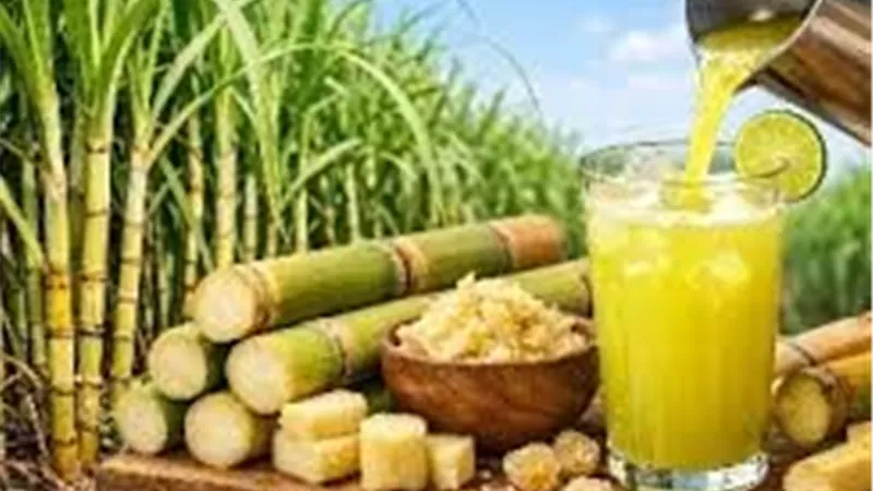 18 مليار جنيه في جيوب مزارعي القصب.. الحكومة تحسم مستحقات المحصول
