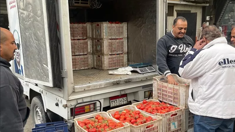 القابضة للصناعات الغذائية: طرح كيلو الطماطم بسعر 21.5 جنيها في المنافذ المتنقلة