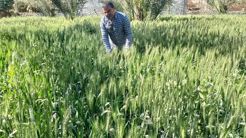 لجان مكافحة الآفات بسوهاج تفحص مزارع النخيل والفاكهة لضمان سلامة المحاصيل الاستراتيجية