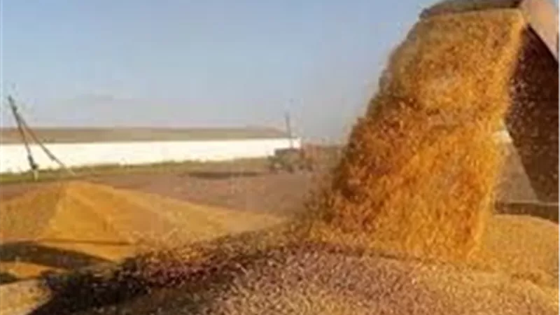 وزير المالية: زيادة سعر توريد القمح المحلي لـ 2500 جنيه لتشجيع الفلاحين
