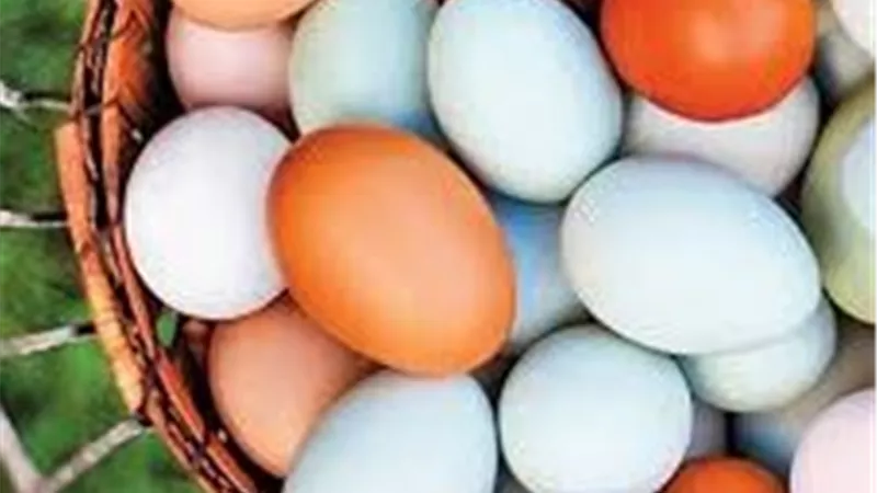 استقرار أسعار بيض المائدة بالأسواق.. والطبق يسجل 120 جنيهاً كحد أقصى للمستهلك