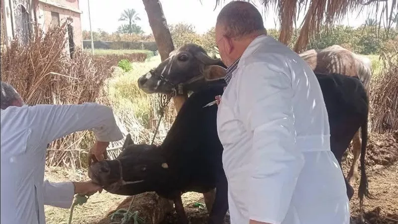 الزراعة: 8 ملايين جرعة لتحصين الماشية ضد الحمى القلاعية وحمى الوادي المتصدع 