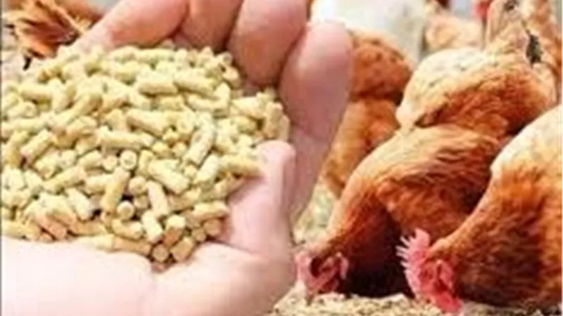 شعبة الدواجن: القطاع يوفر 75% من البروتين الحيواني.. والسعر العادل مفتاح الاستقرار