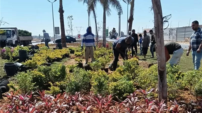 ضخ 100 ألف من الزهور  في يوم واحد.. الشروق تتحول لورشة عمل مفتوحة فى اعمال الزراعه استعدادًا لشم النسيم