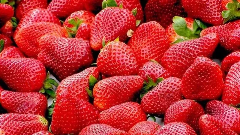 “الذهب الأحمر” يقود الصادرات.. مصر تحقق 100 مليون دولار من الفراولة المجمدة 