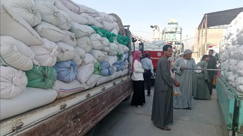 توريد 152 طن قمح خلال 48 ساعة بالأقصر ضمن موسم الاستلام المحلي