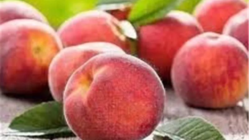 شعبة الفاكهة: طرح الخوخ المصري قريبًا بأسعار مناسبة مع توقعات بمزيد من الاستقرار