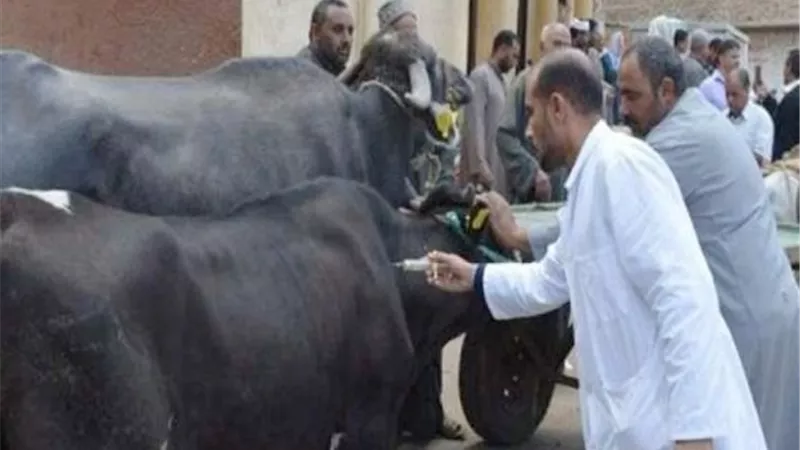 وزارة الزراعة تُحذر من لقاح «أفتوفاكس» مجهول المصدر وتتوعد المتلاعبين بالثروة الحيوانية
