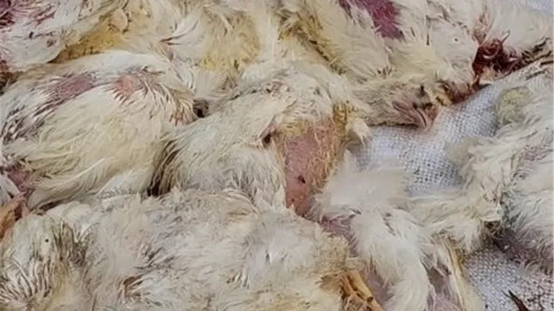 وزارة التموين تحسم الجدل: فيديو
