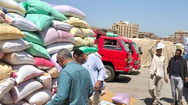 القليوبية تواصل حصاد الذهب الأصفر.. توريد أكثر من 60 ألف طن قمح