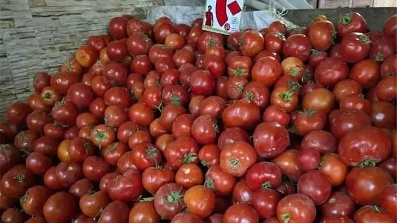 بـ60 جنيها للمستهلك| ارتفاع جنوني لسعر كيلو الطماطم بالأسواق.. وشعبة الخضراوات تطمئن المواطنين