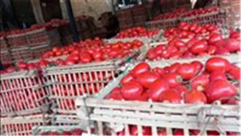 متى بشاي: التصدير والحرارة وراء ارتفاع أسعار الطماطم