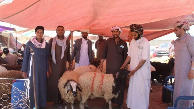غرفة مطروح: استقرار أسعار الأضاحي وتكثيف الجولات الميدانية قبل عيد الأضحى