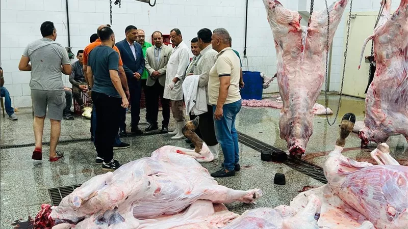  الزراعة: ذبح 29 ألف أضحية بالمجازر الحكومية مجانًا خلال أول 3 أيام عيد الأضحى