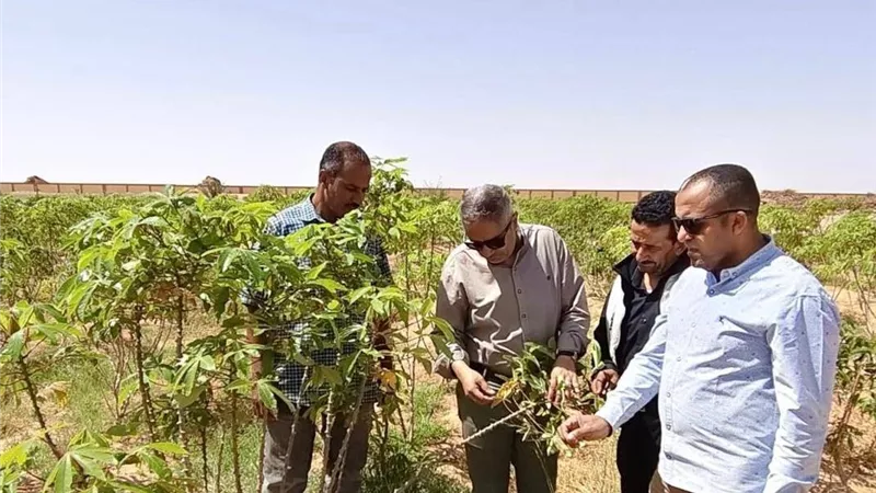 الزراعة: أنشطة بحثية وتنموية مكثفة بمناطق الصحراء وسيناء ومطروح