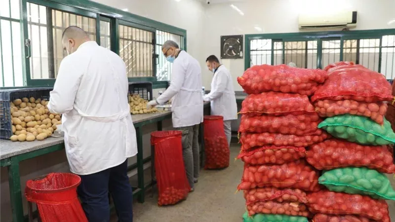 وزارة الزراعة: فحص36 ألف عينة بطاطس مخصصة للتصدير بإجمالي970 ألف طن.. صور