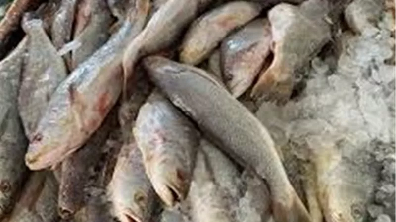 5.5 مليون زريعة أسماك لدعم المخزون السمكي.. خطة حكومية لتعزيز الأمن الغذائي في 6 محافظات