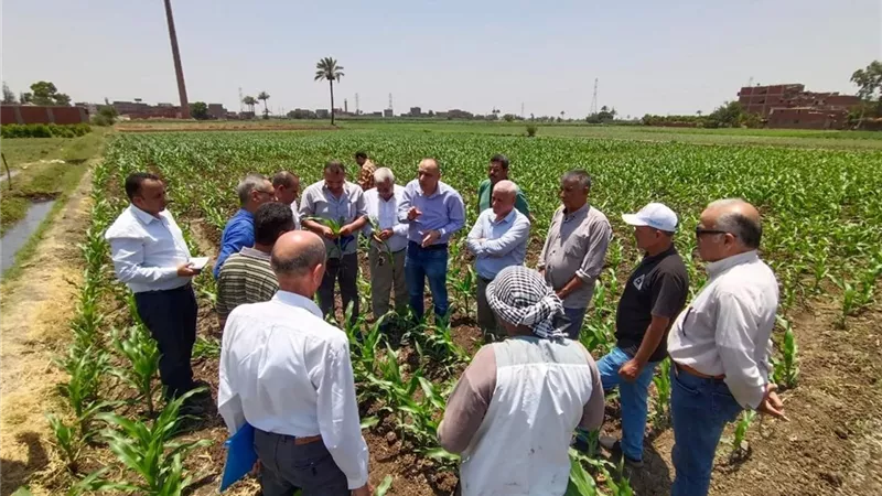 الزراعة تكثف حملاتها الاستباقية لمواجهة دودة الحشد وحماية المحاصيل الصيفية