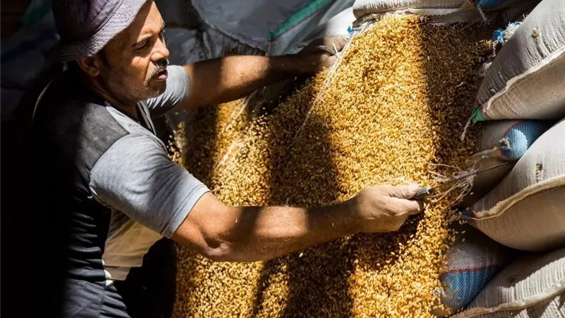غرفة صناعة الحبوب: زيادة 750 ألف طن فى توريد القمح هذا الموسم