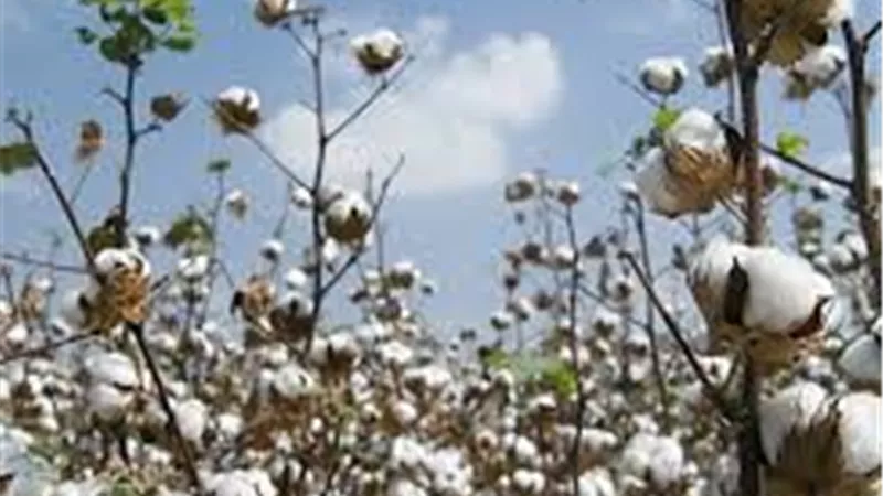 وزارة الزراعة تبدأ تنفيذ خطة موسعة لاستئصال القطن الغريب من حقول التقاوي 