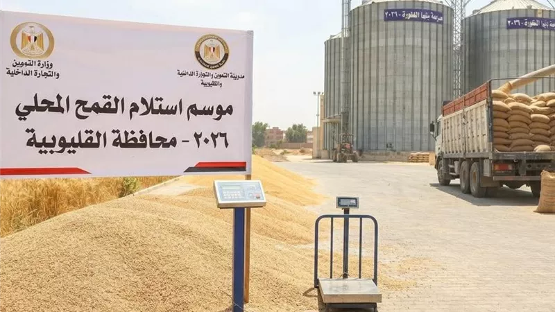 القليوبية تحتفل بموسم الحصاد.. 93.5 ألف طن قمح تدخل منظومة التوريد